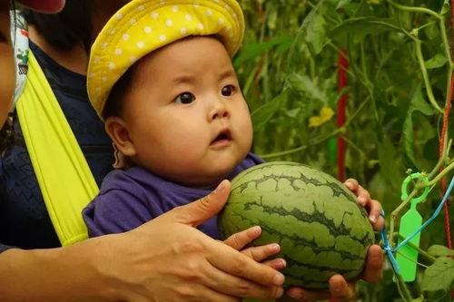 小叮当 吃瓜群,揭秘二次元世界的欢乐与争议