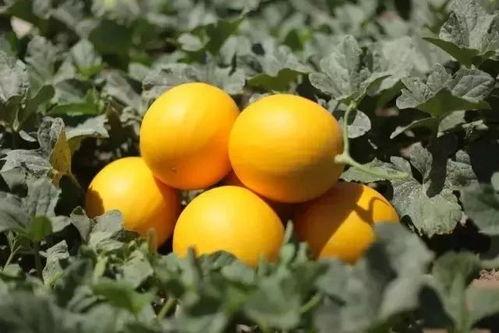 天津9中吃瓜,揭秘校园里的热点风波