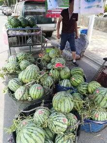 青海现代吃瓜事件,揭秘网络谣言背后的真相